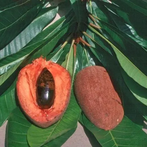 thumbnail for publication: Cultivando mamey (zapote) en el jardín de su hogar en Florida